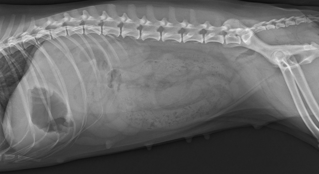 Dyrlæger ser på røntgenbilleder