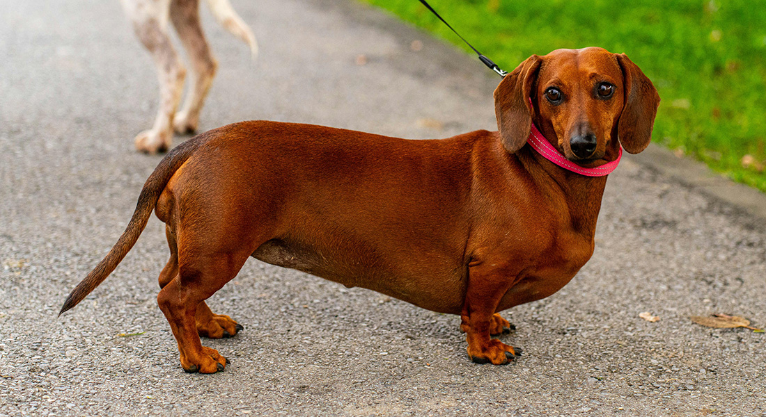 Gravhund. Foto: Vladimir Srajber, Pexels