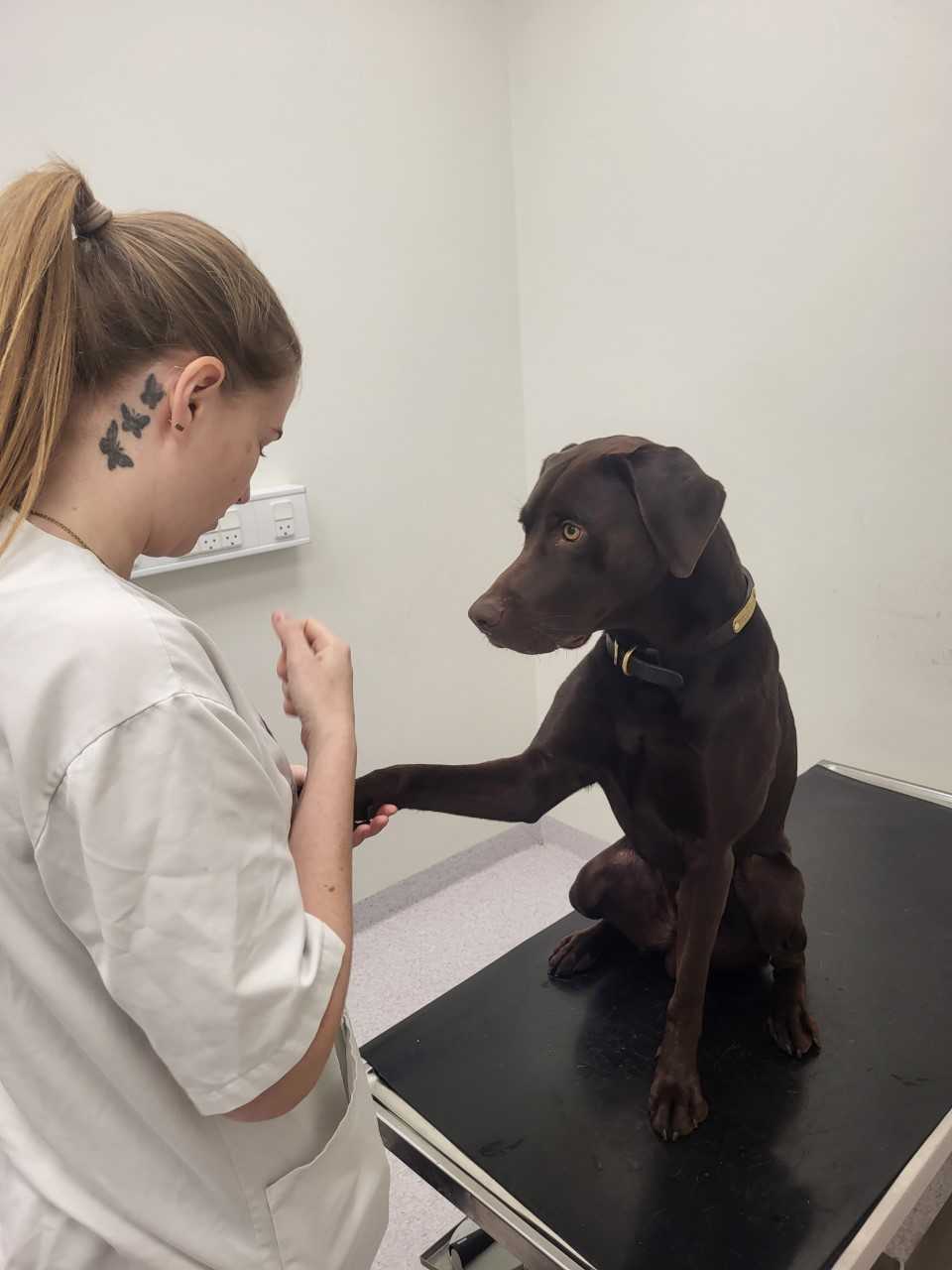 klinikhund på Universitetshospitalet for Familiedyr