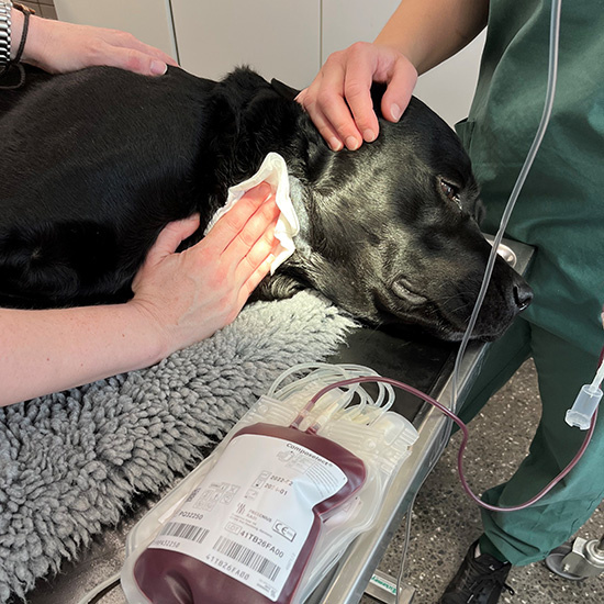 Hunde kan også være blodonorer. Billedtilladelse givet af ejer